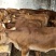【牛犊】改良黄牛，黄牛牛犊双脊背，出肉达到50%对接养殖户