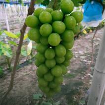 专业种植高品质阳光玫瑰葡萄(7月28日左右上市)