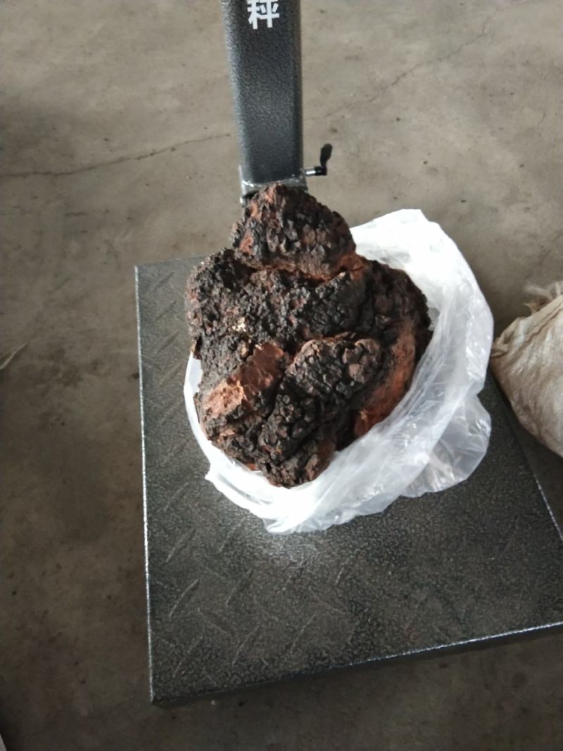俄罗斯西伯利亚原包桦树茸
