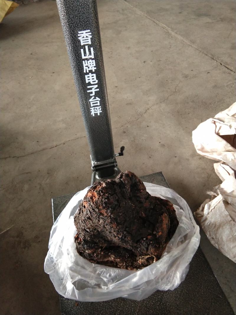 俄罗斯西伯利亚原包桦树茸