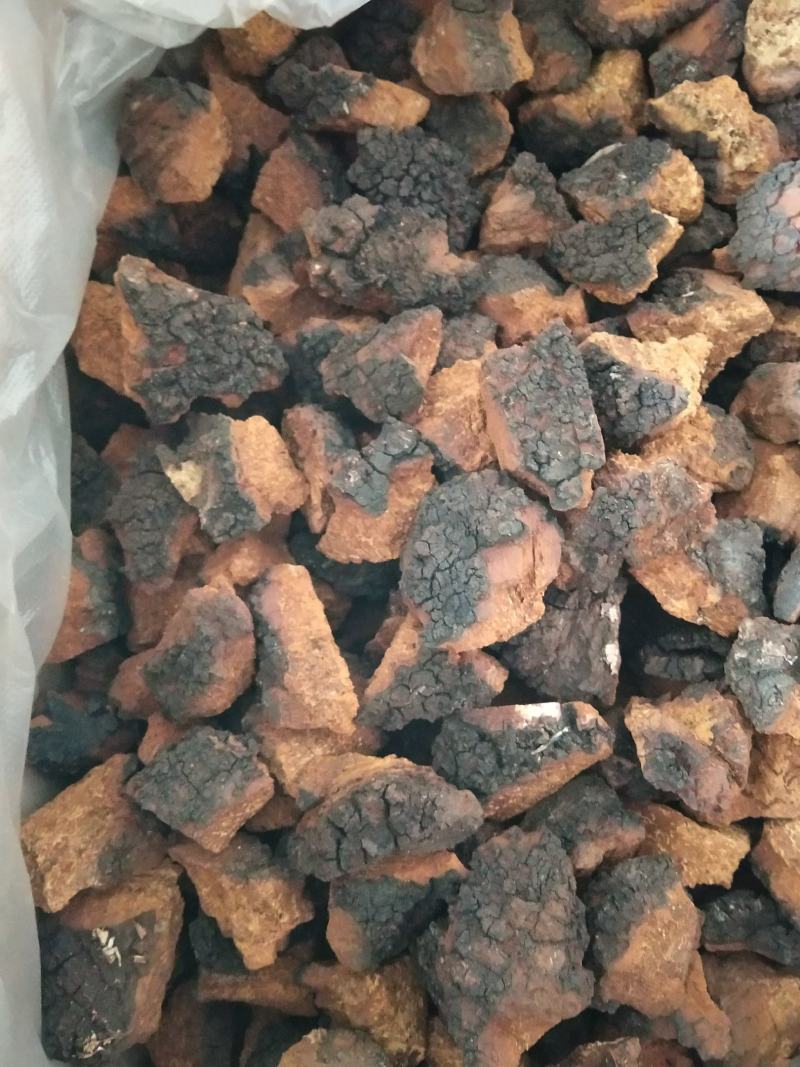 俄罗斯西伯利亚原包桦树茸