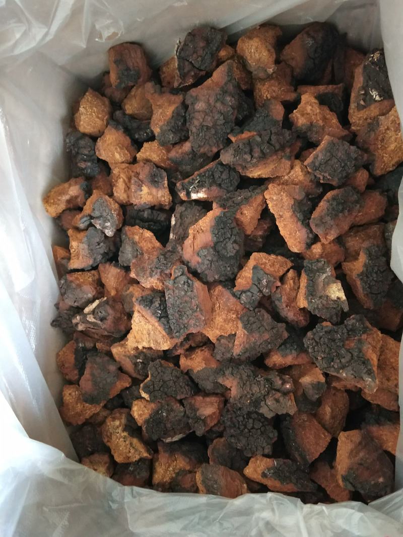 俄罗斯西伯利亚原包桦树茸