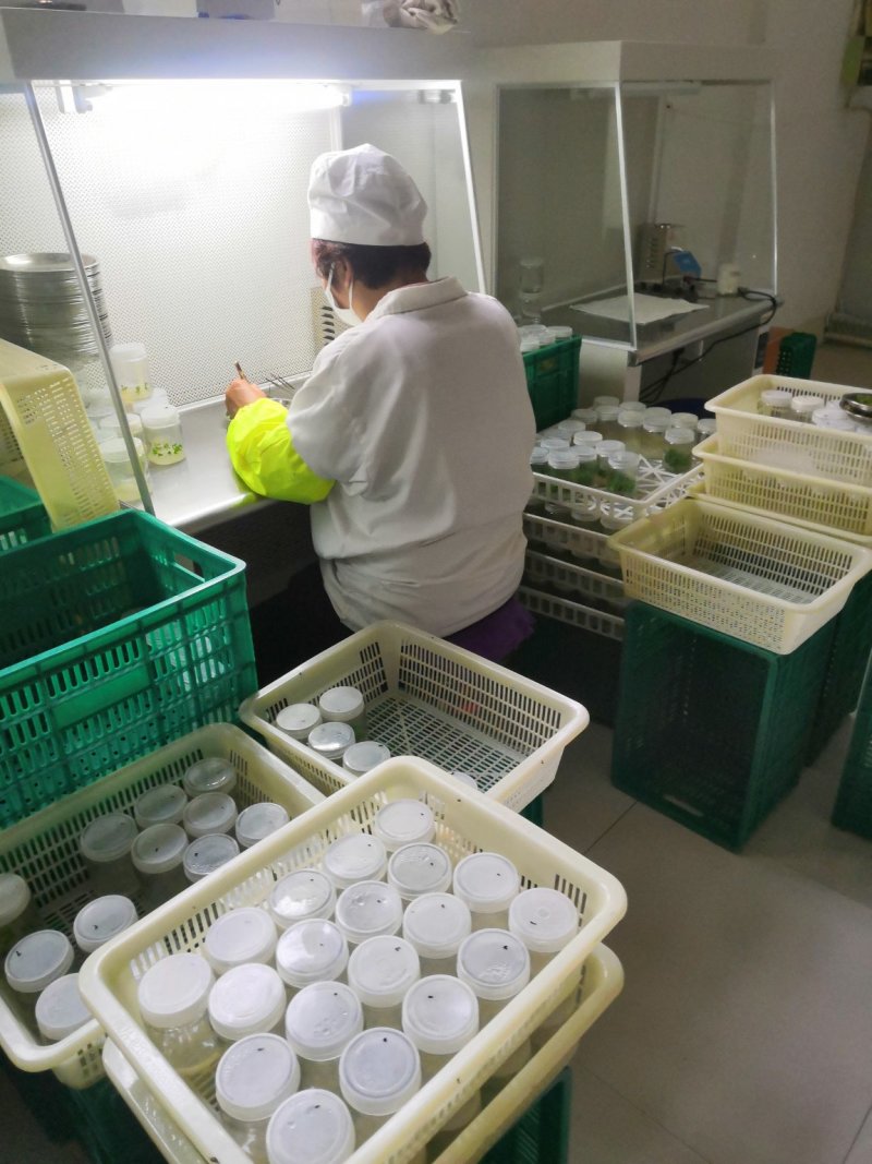矮化樱桃组培苗已经练苗移栽正是季节旺运苗木组培中心