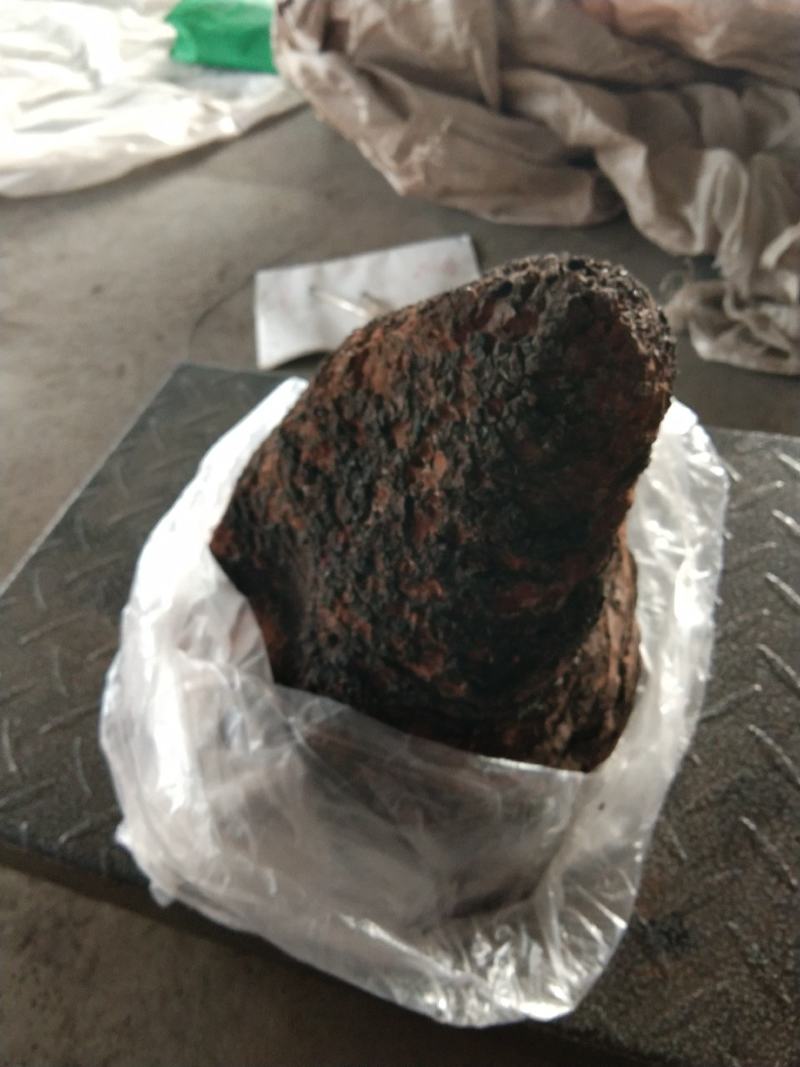 俄罗斯西伯利亚原包桦树茸