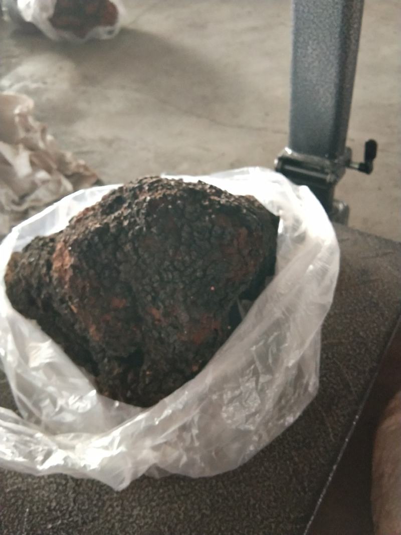 俄罗斯西伯利亚原包桦树茸
