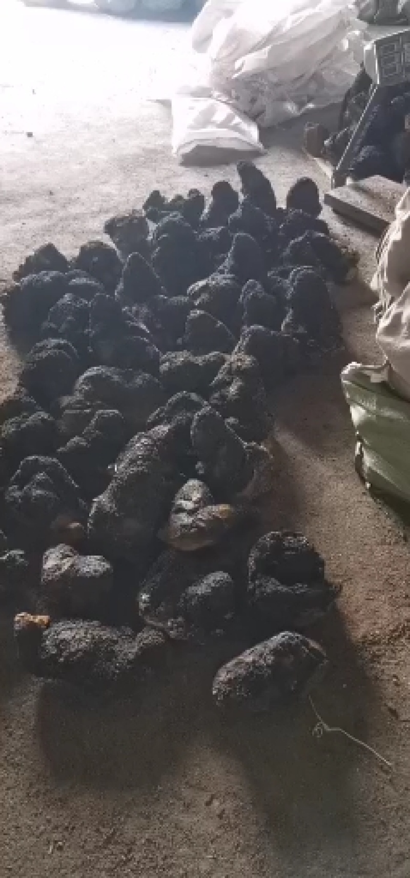 俄罗斯西伯利亚原包精选桦树茸