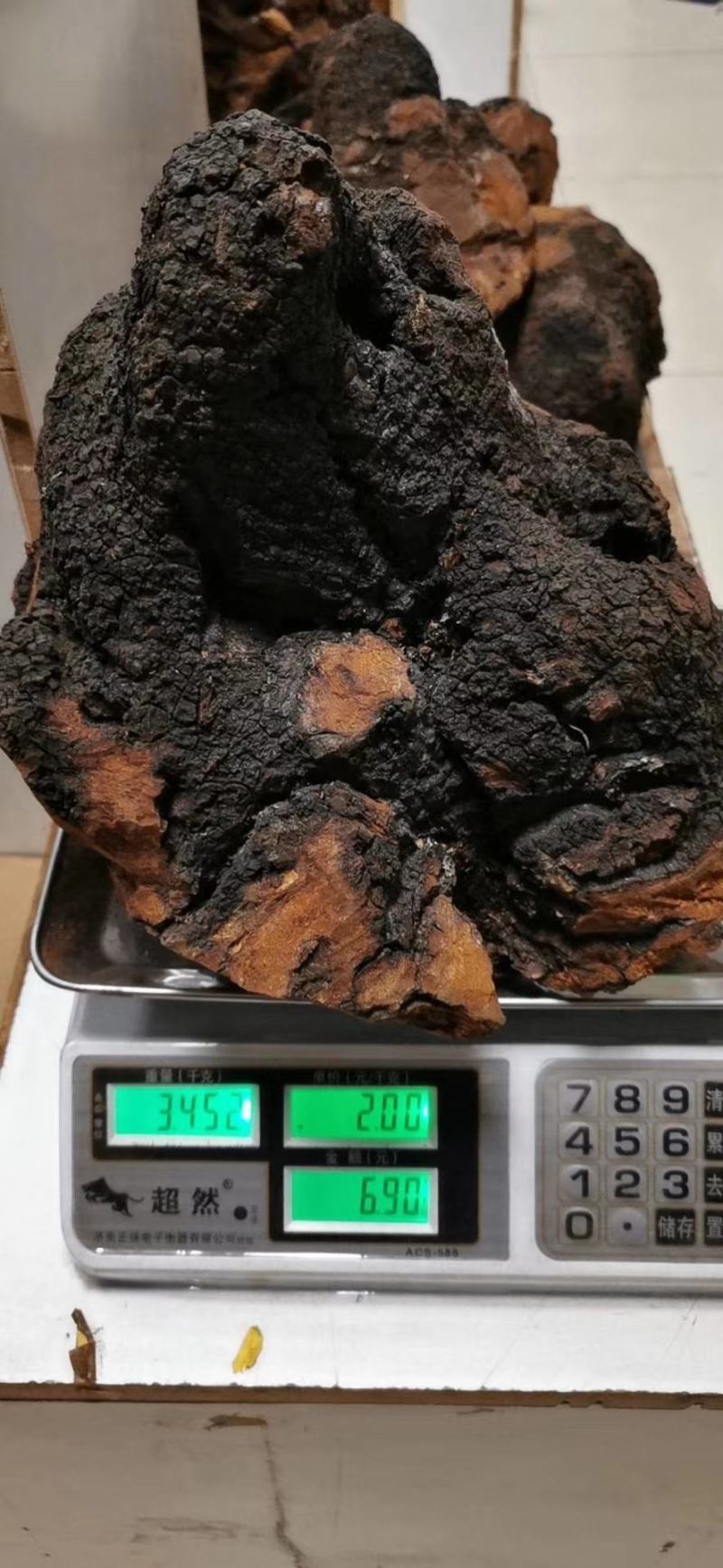 俄罗斯西伯利亚原包精选桦树茸