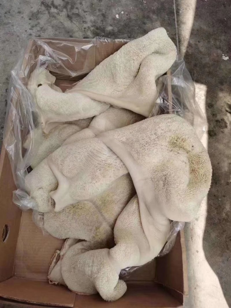 【熟牛肚】全熟水煮牛肚里外精修无油一件三十斤