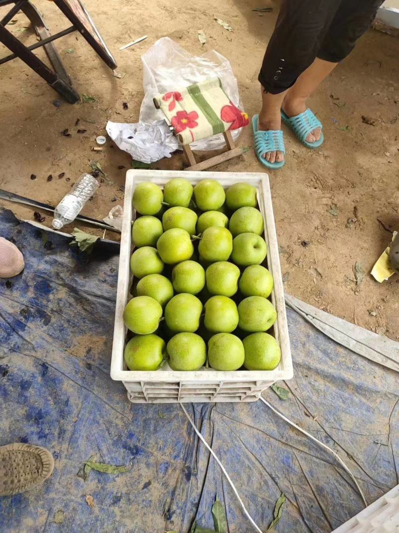 【推荐】礼品级皇冠梨大量上市品质保障农户自种批发价欢迎洽谈