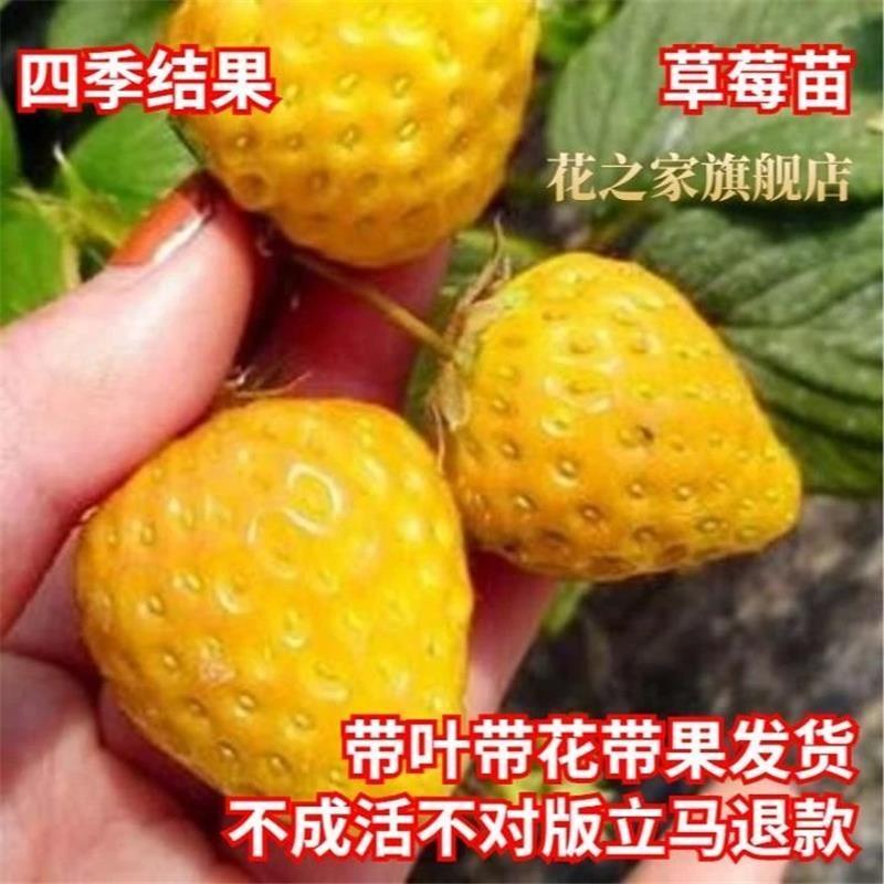 苗结果奶油盆栽植物方外种植