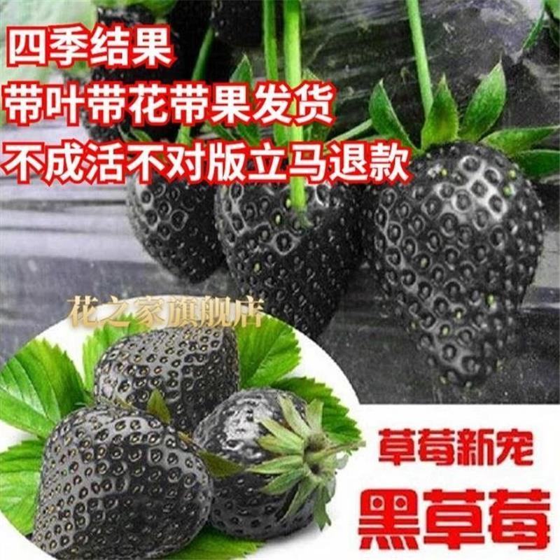 苗结果奶油盆栽植物方外种植