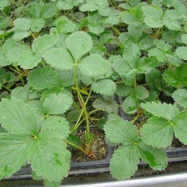小白草莓苗百亩种植基地直供优质品种草莓苗