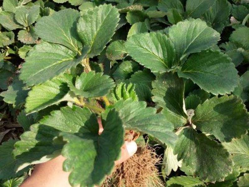 甜查理草莓苗批发，基地直供优质脱毒草莓苗