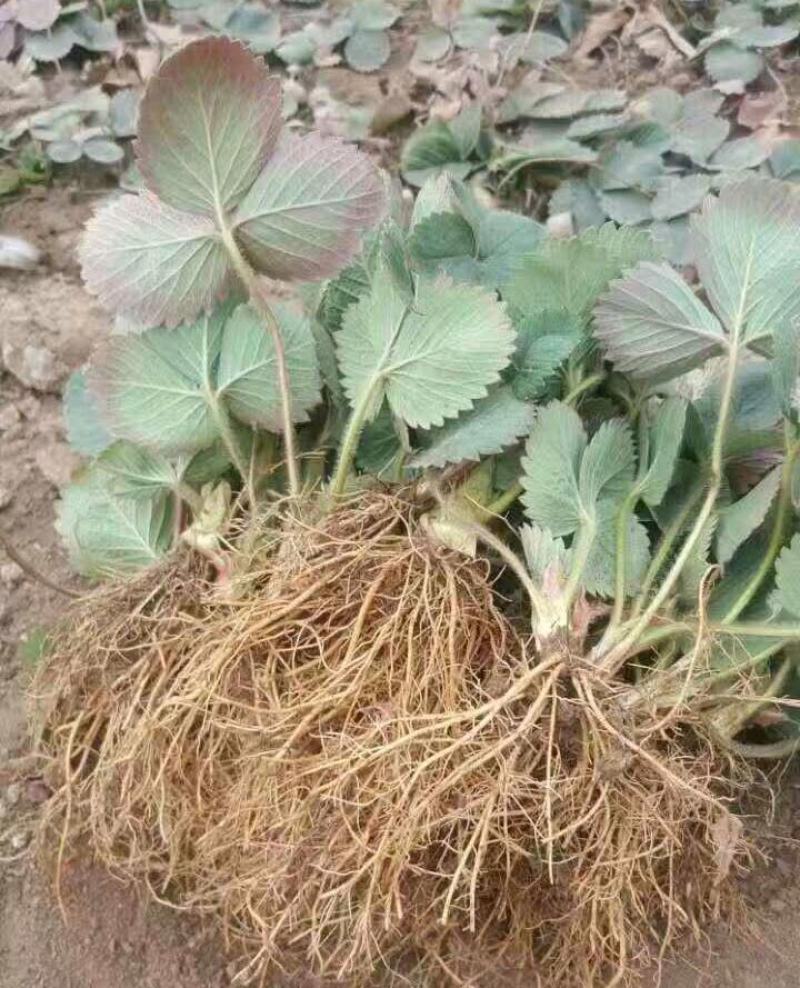 甜查理草莓苗批发，基地直供优质脱毒草莓苗
