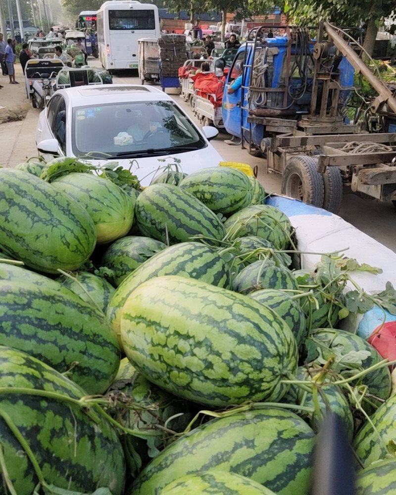 西瓜大量上市欢迎收购