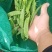 沽源坝上荷兰豆，中角