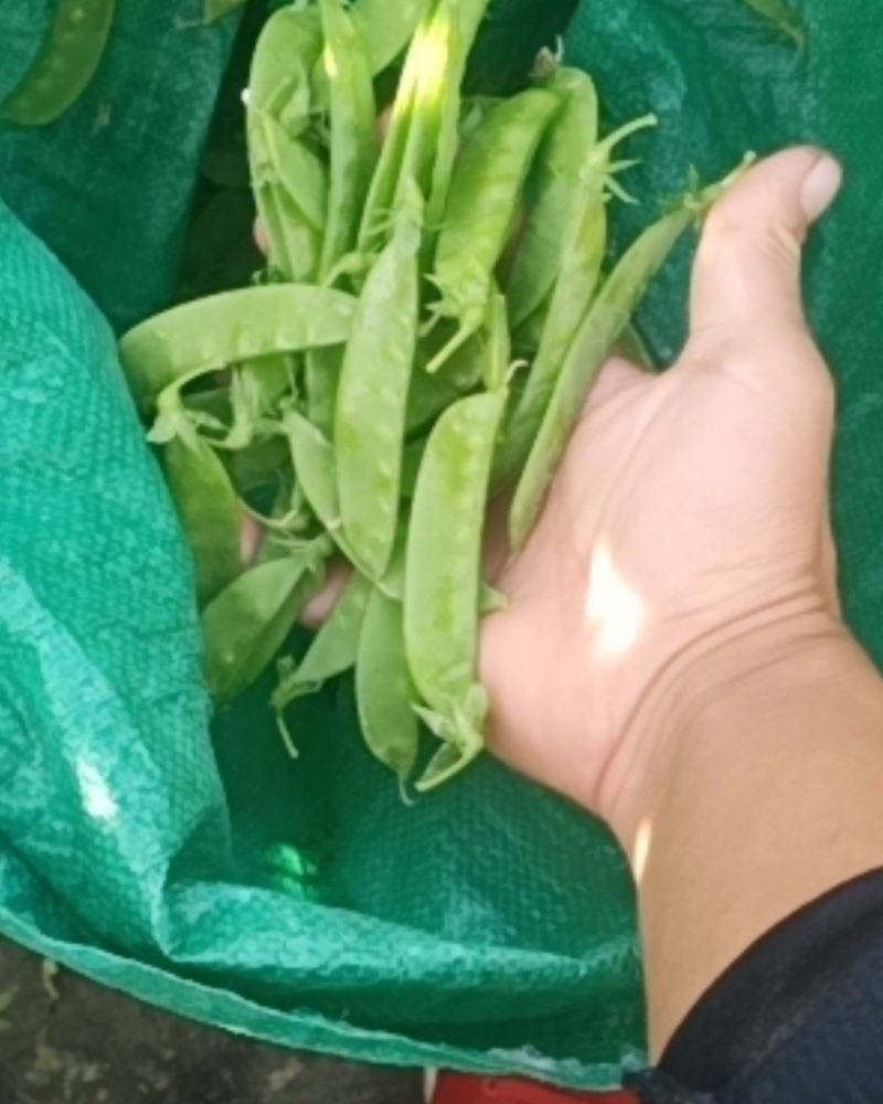 沽源坝上荷兰豆，中角