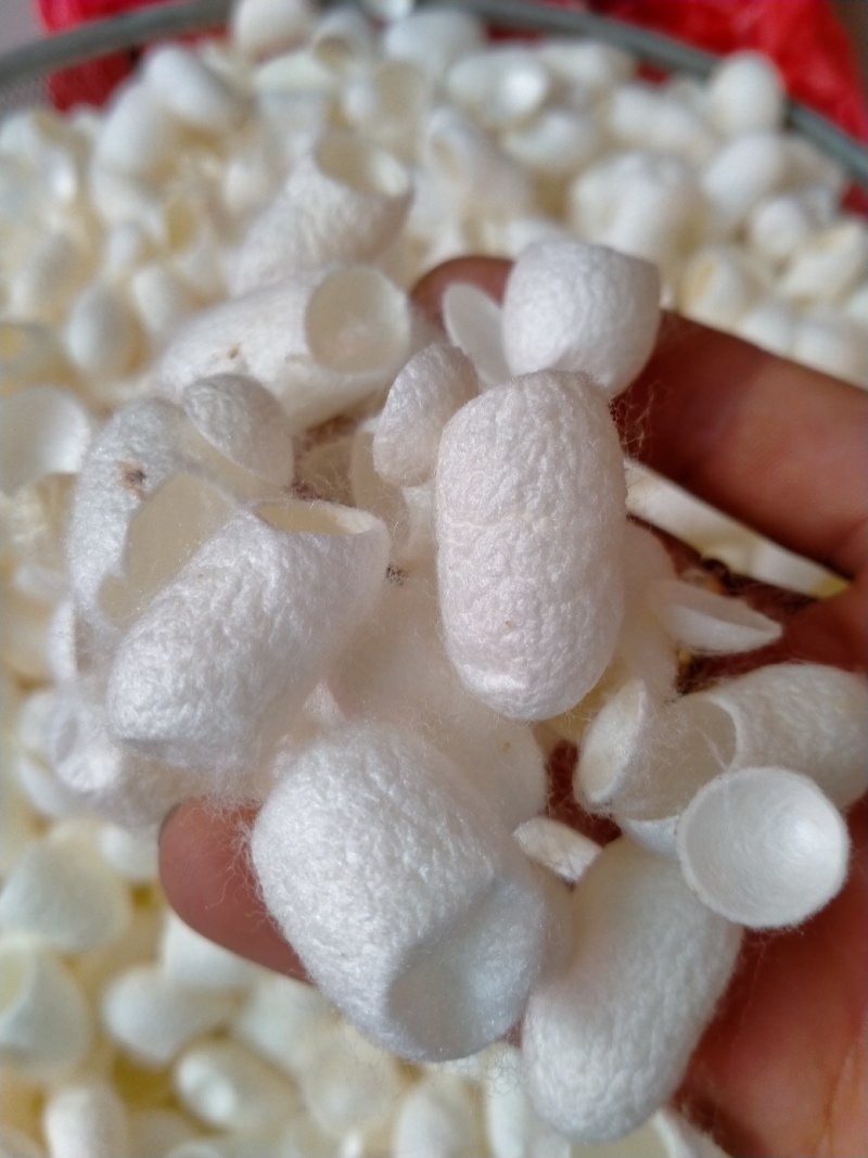 蚕茧产地直销各种规格一手货源！含量高价格优！