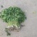 精品铁杆小叶香菜大量上市，欢迎各位老板咨询来电，价格优，