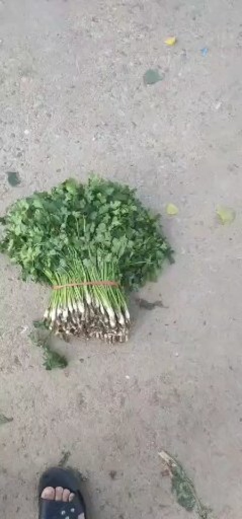 精品铁杆小叶香菜大量上市，欢迎各位老板咨询来电，价格优，