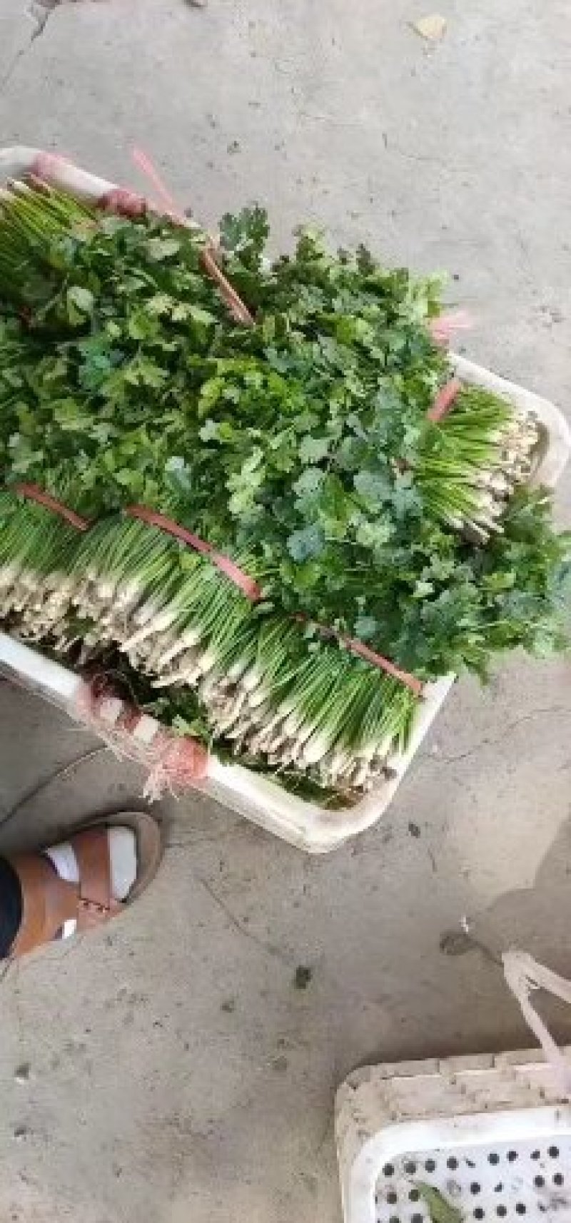 精品铁杆小叶香菜大量上市，欢迎各位老板咨询来电，价格优，