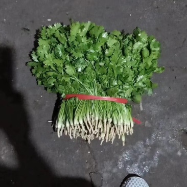 精品铁杆小叶香菜大量上市，欢迎各位老板咨询来电，价格优，