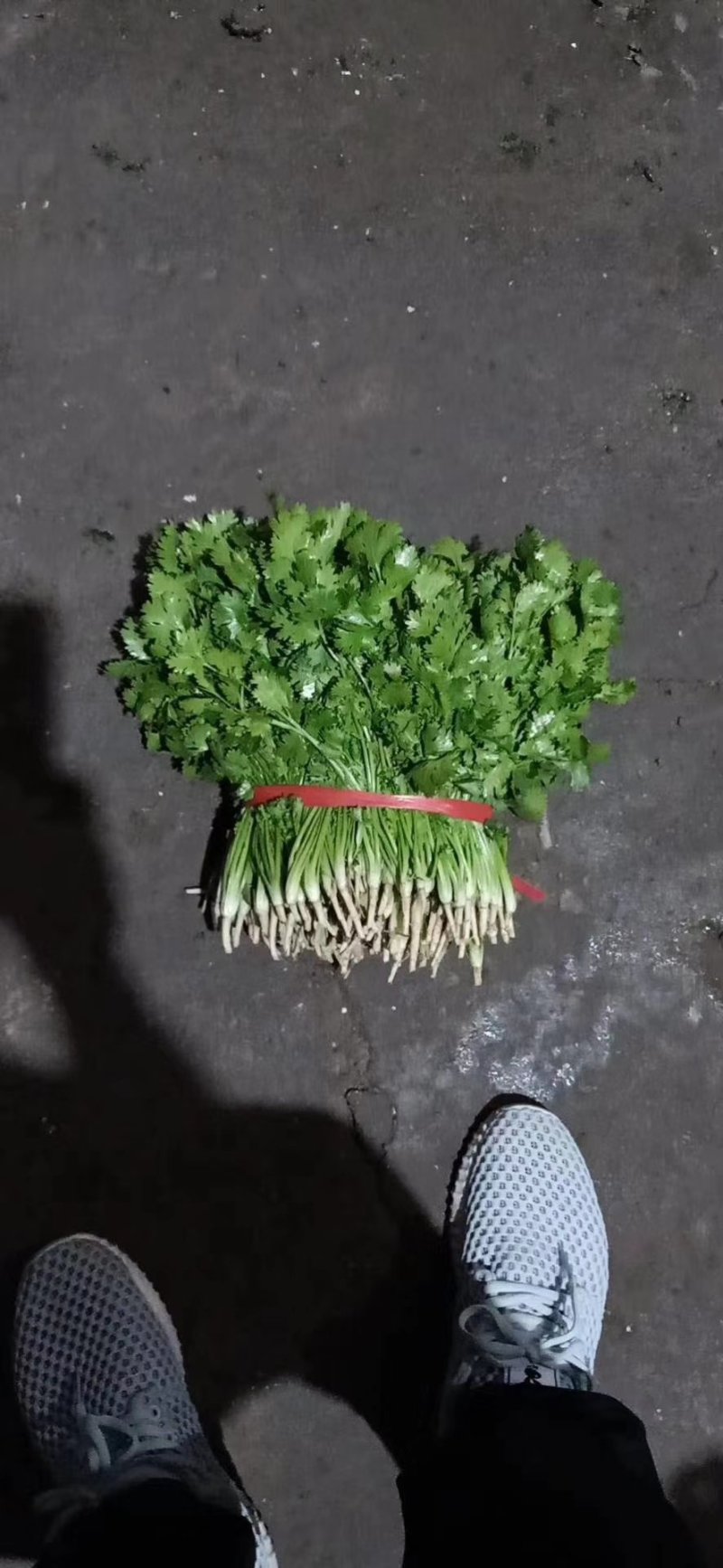 精品铁杆小叶香菜大量上市，欢迎各位老板咨询来电，价格优，