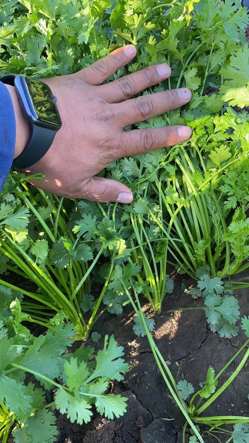 精品铁杆小叶香菜大量上市，欢迎各位老板咨询来电，价格优，