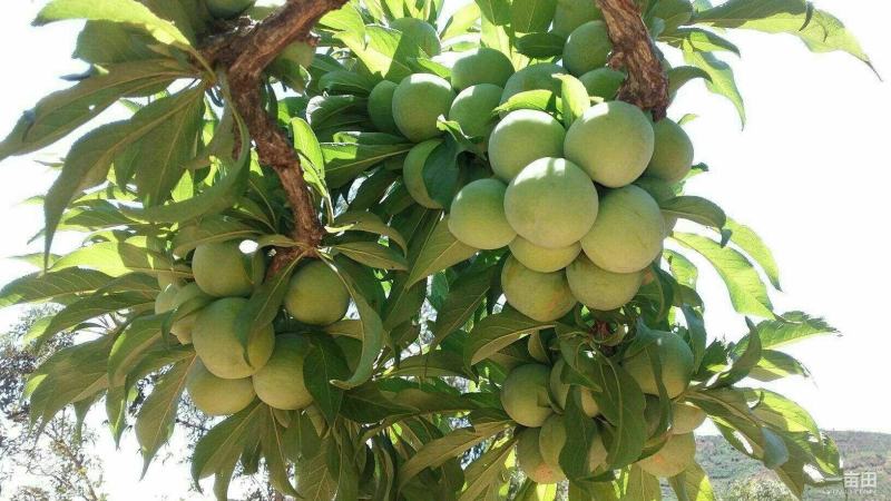 汶川茂源种植果农种植户青脆李（实力代办！代收）