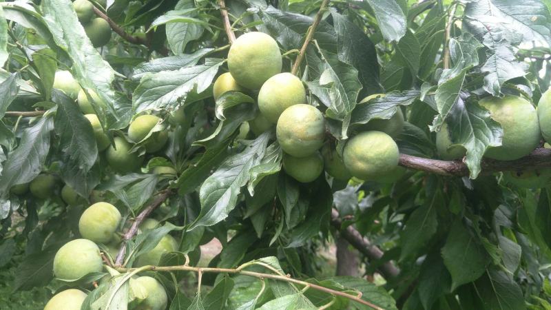 汶川茂源种植果农种植户青脆李（实力代办！代收）