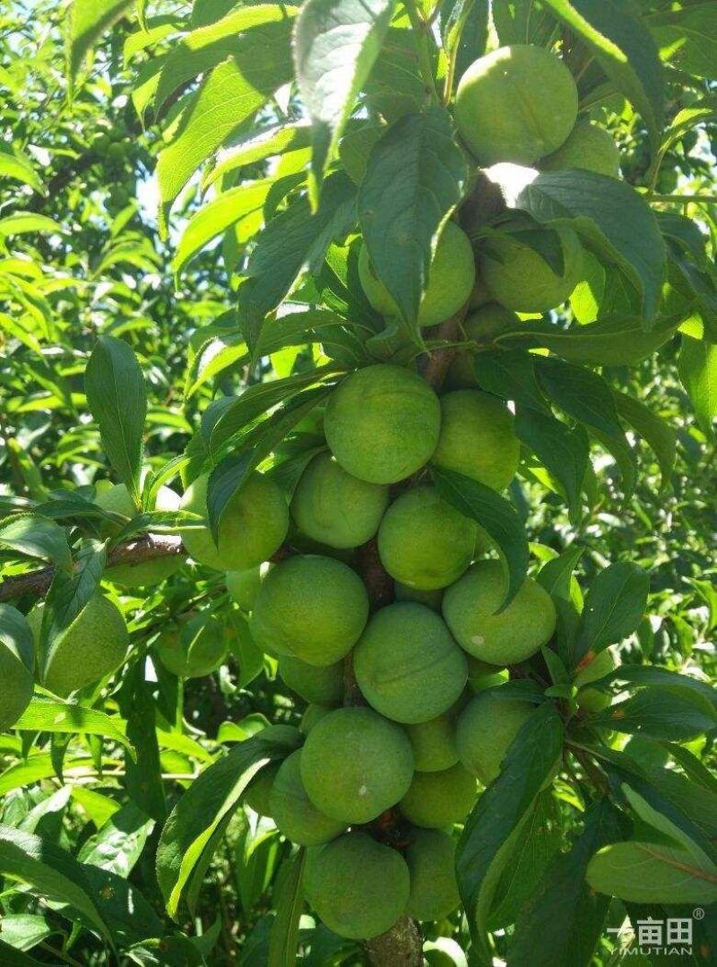 汶川茂源种植果农种植户青脆李（实力代办！代收）