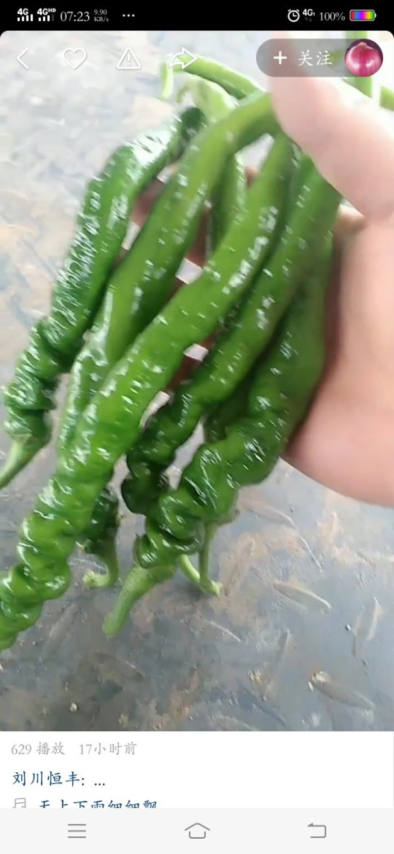 螺丝椒等各种辣椒大量有货