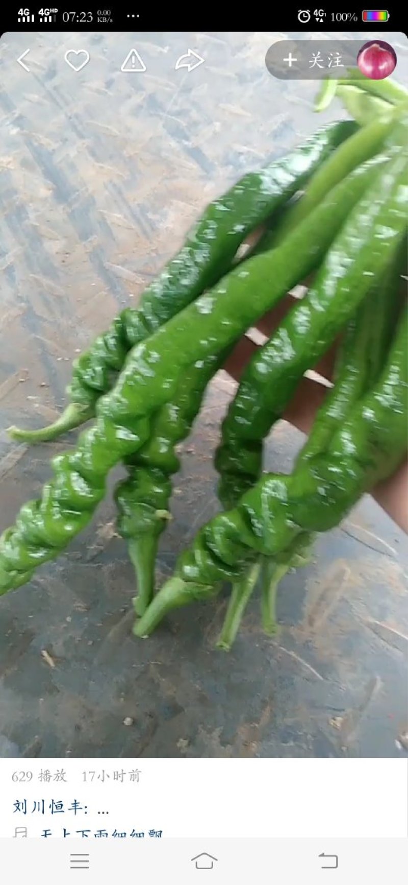 螺丝椒等各种辣椒大量有货