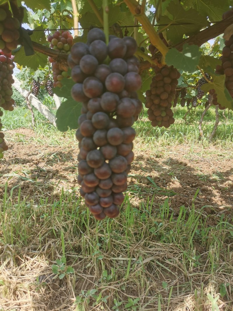 夏黑葡萄大棚夏黑早夏黑葡萄