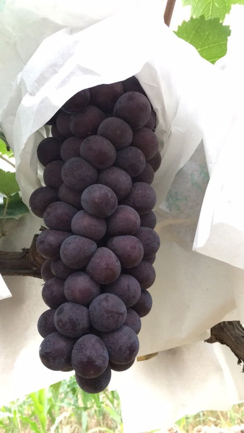 夏黑葡萄大棚夏黑早夏黑葡萄