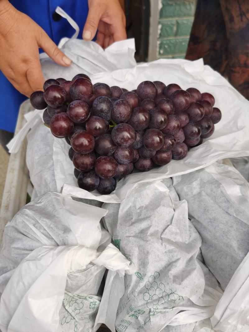 夏黑大量上市，价廉物美，品质好，仔粒大。单果12一15克