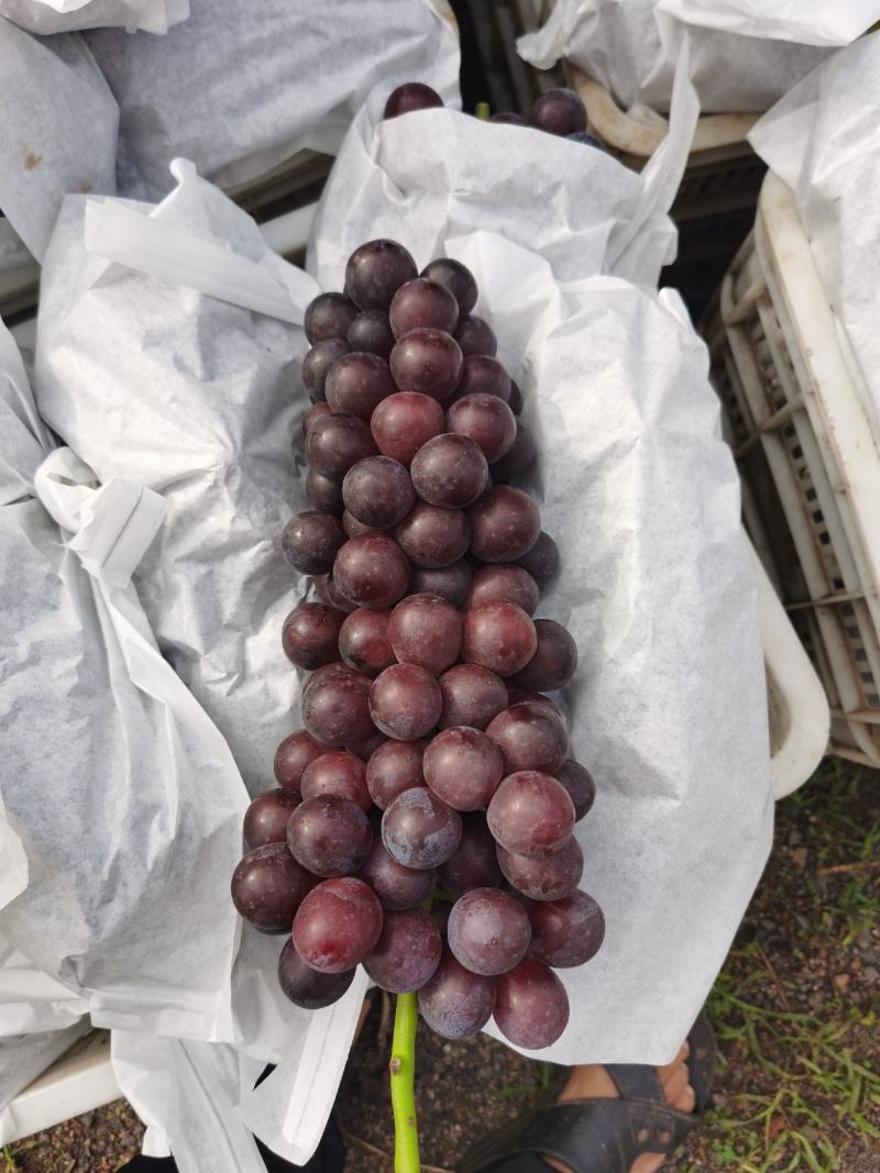 夏黑大量上市，价廉物美，品质好，仔粒大。单果12一15克