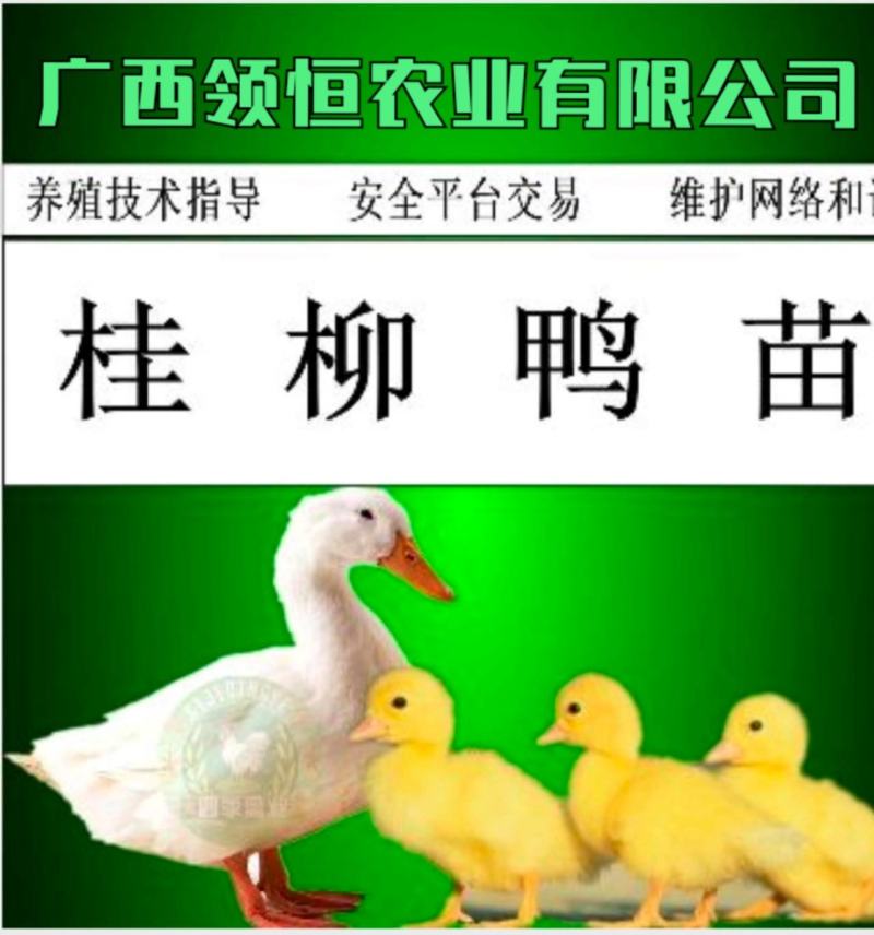 白鸭苗桂柳鸭苗北京鸭苗企业店铺认证放心苗