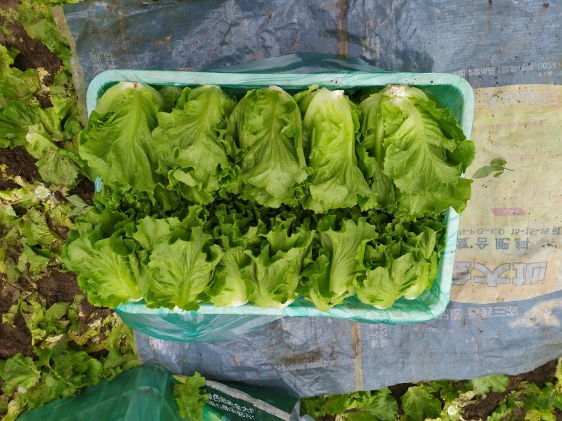 精品生菜，奶白菜，上海青，基地发车
