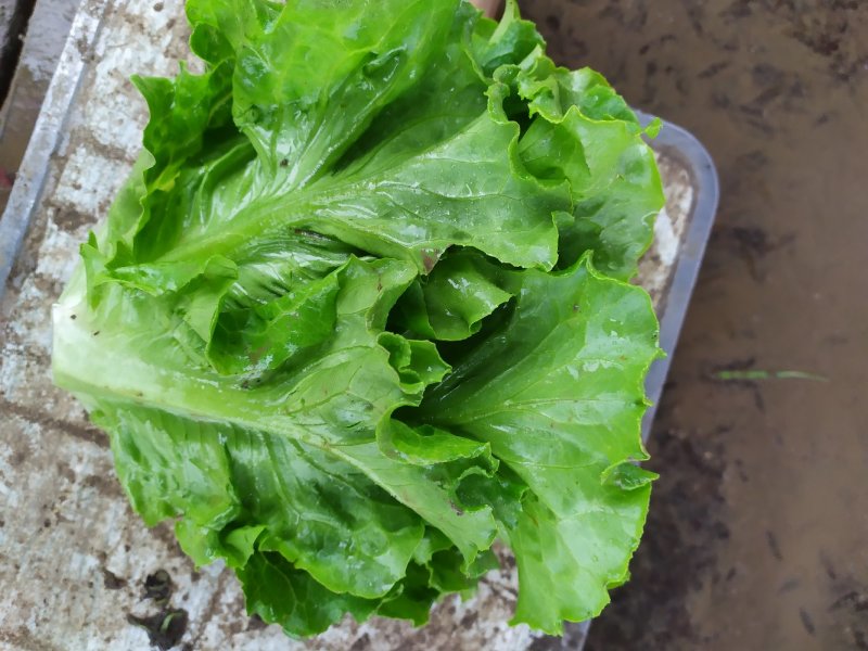 精品生菜，奶白菜，上海青，基地发车