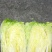 富硒之都高山黄心大白菜