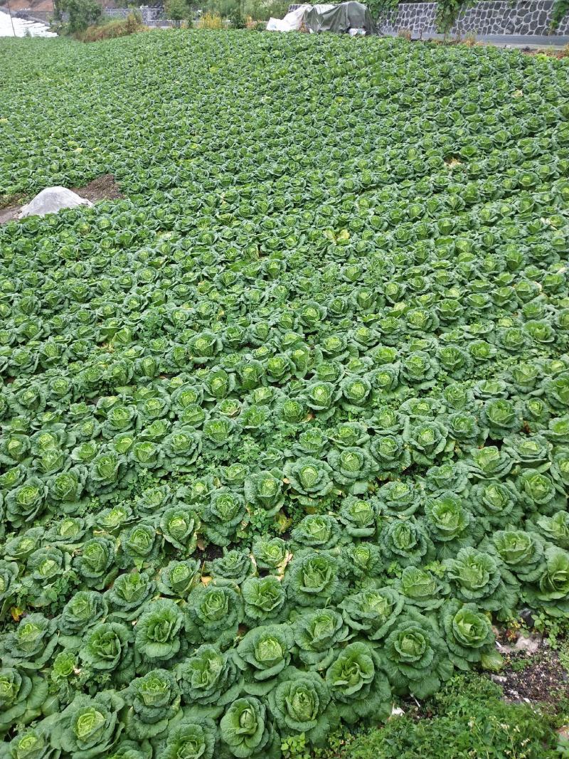 富硒之都高山黄心大白菜