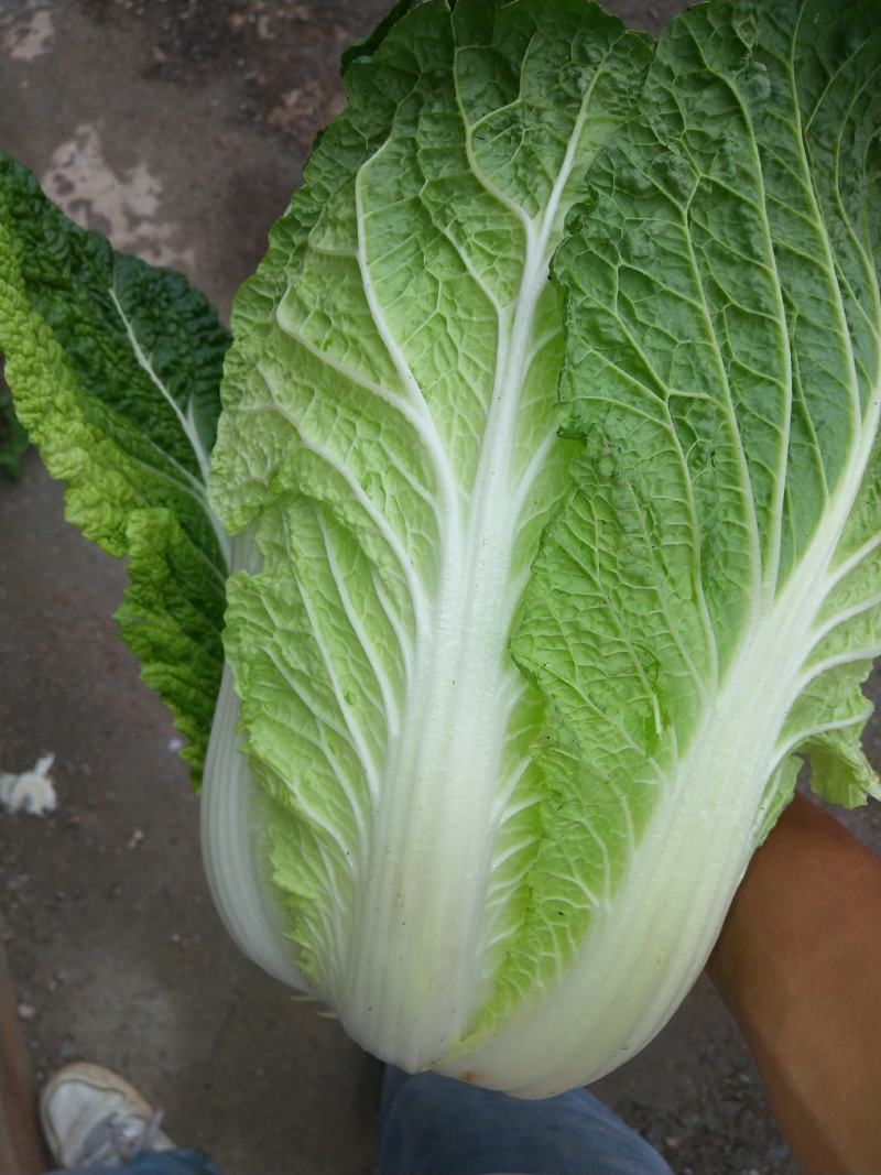 富硒之都高山黄心大白菜