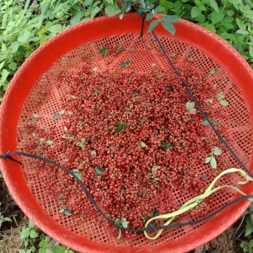 大凉山红皮花椒大量上市
