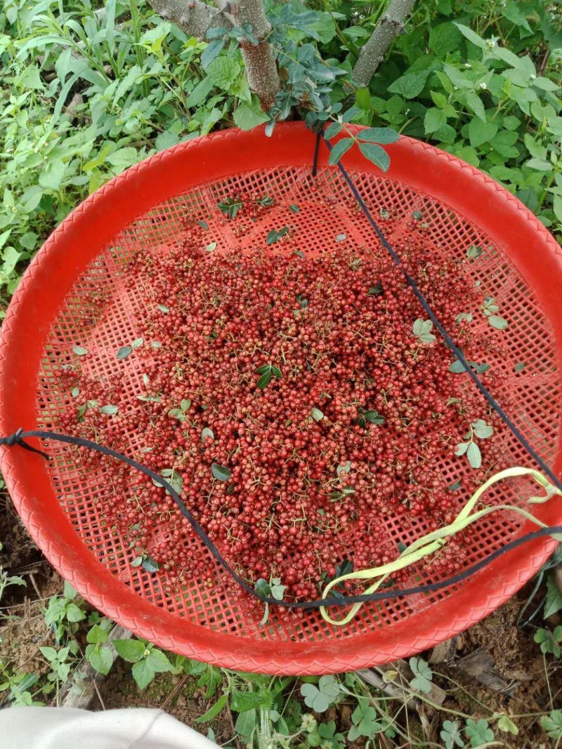 大凉山红皮花椒大量上市
