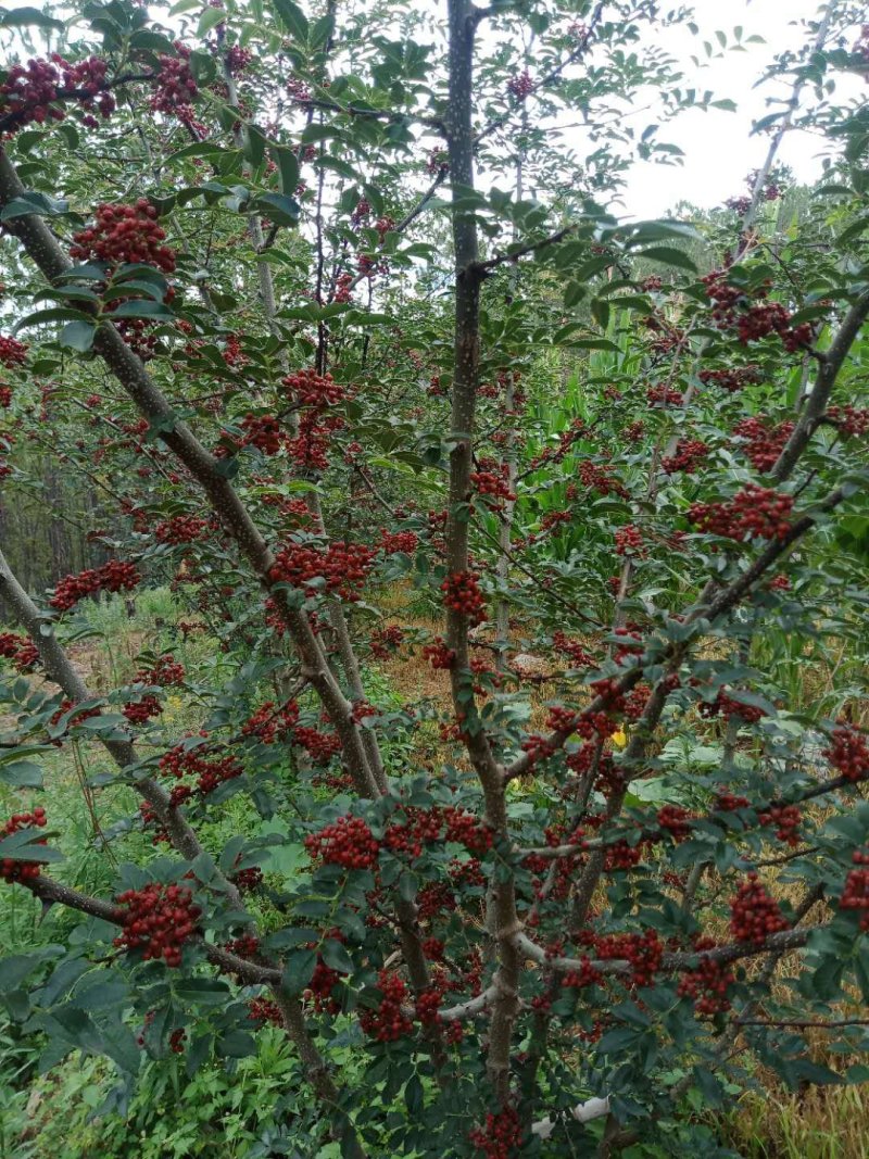 大凉山红皮花椒大量上市