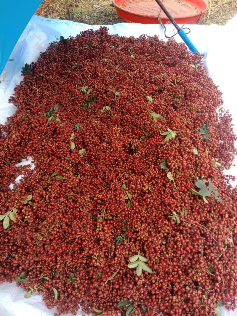 大凉山红皮花椒大量上市