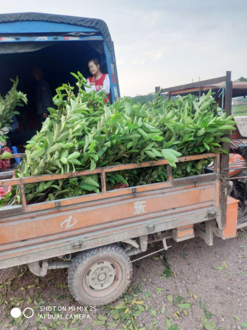 番石榴苗台芭乐珍珠釆石榴白心红心杯苗裸根产地直供