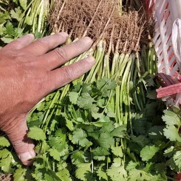 大叶香菜基地全国直发