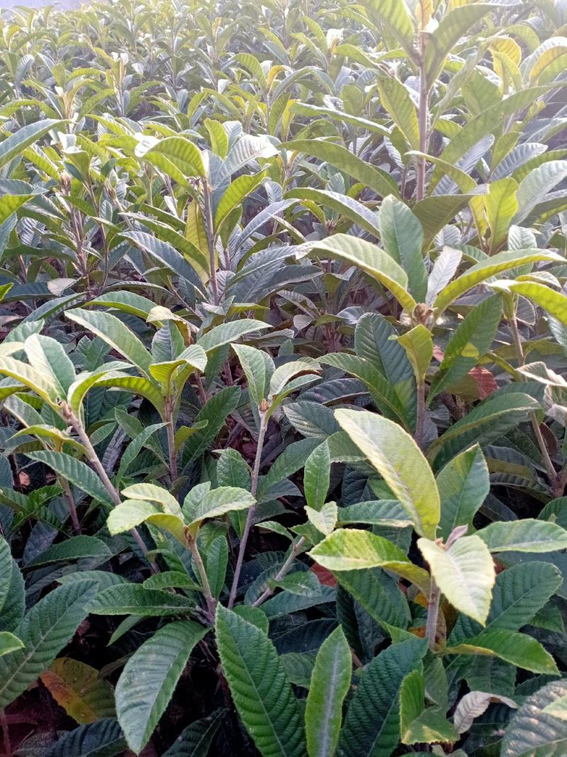 精品大五星枇杷苗，包挂果，包技术，假一赔十，放心购买。